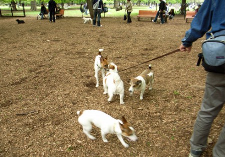 中型・大型犬エリア