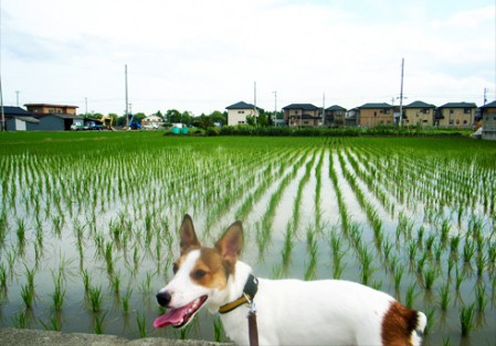 はじめてみる田んぼ