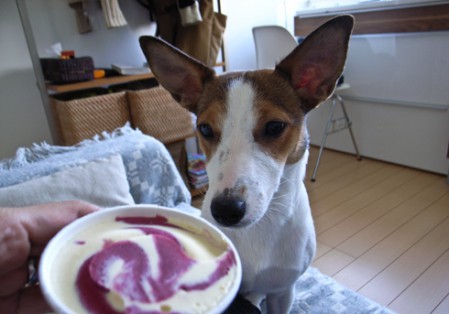 カシスオレンジ