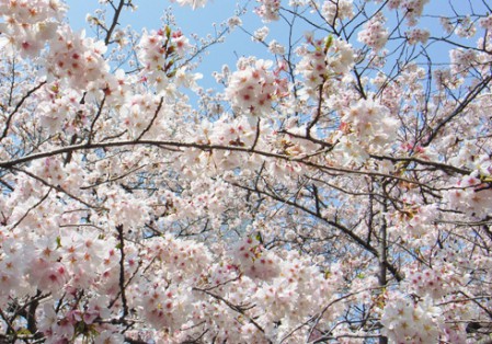 あふれんばかりの桜